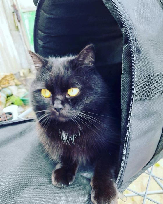 Сумка-переноска для домашніх тварин до 8-9 кг