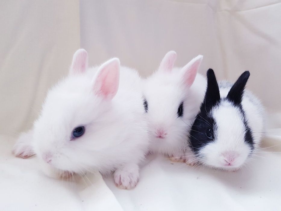 Malutkie Królik króliki miniaturka miniaturki karzełek karzełki