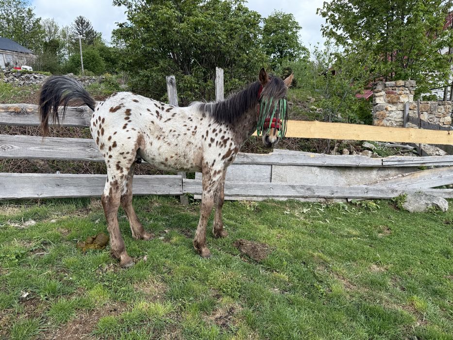 Ogier Appaloosa jedyny taki w Polsce