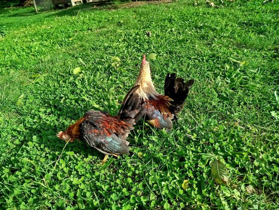 Serama, seramy koguty