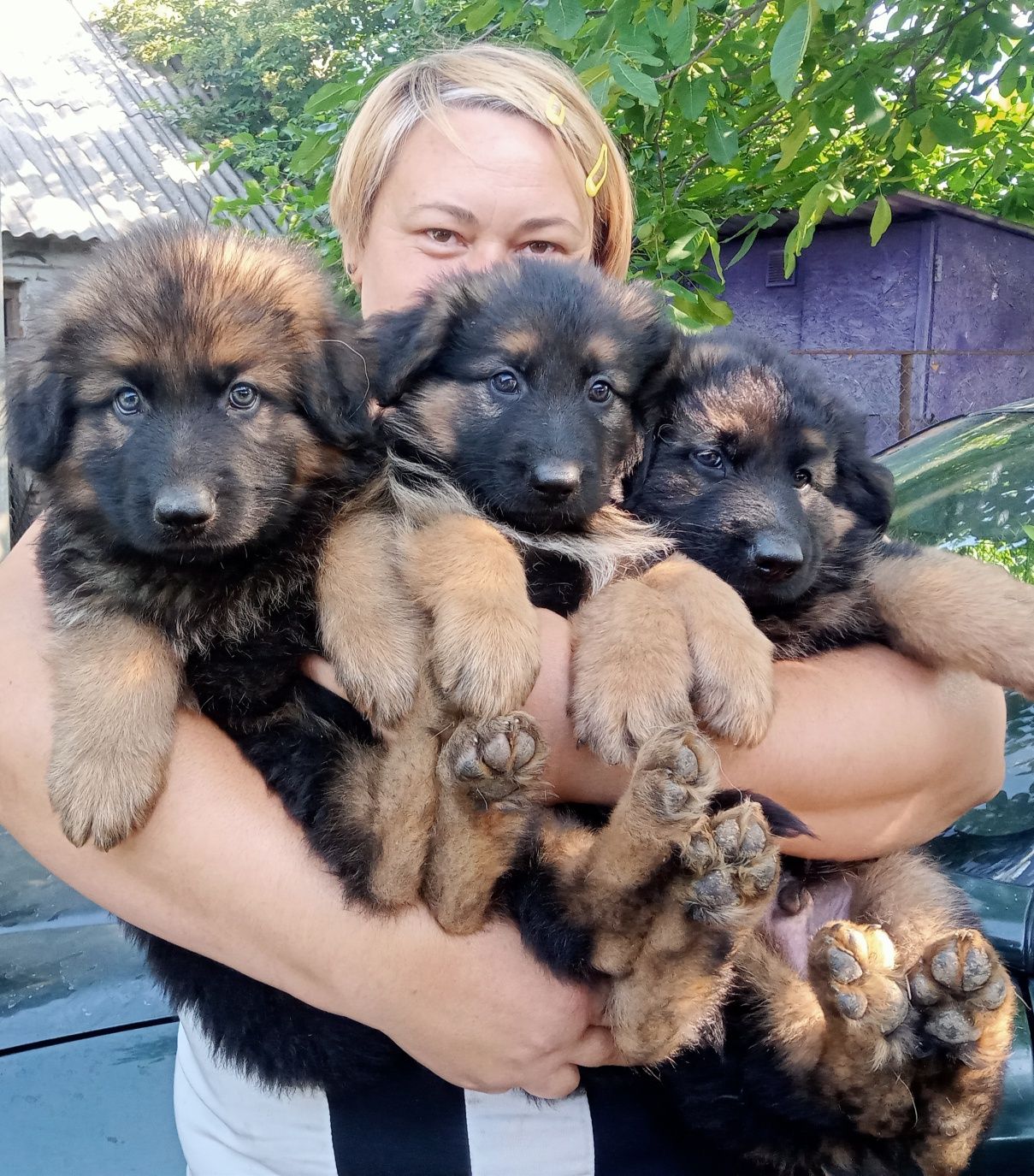 Цуценята німецької вівчарки