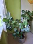 Ficus elastica 'Robusta' - grube błyszczące liście