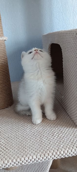 Шотландський срібний бешкетник