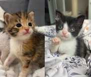 Dwójka maluszków do adopcji