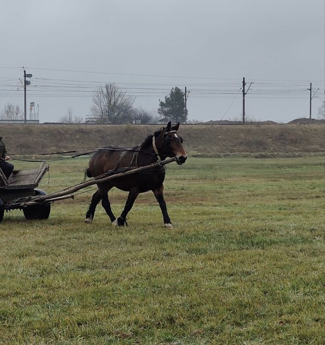 Klacz Zimnokrwista trzyletnia Koń Alicja Zaźrebiona