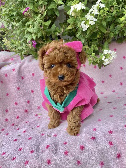 Мальтипу ф2‼️Ексклюзивна дівчинка‼️