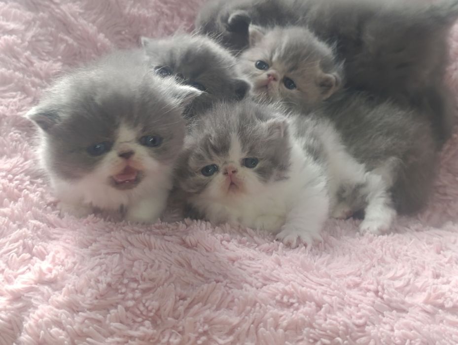 Бронювання гарних діток.