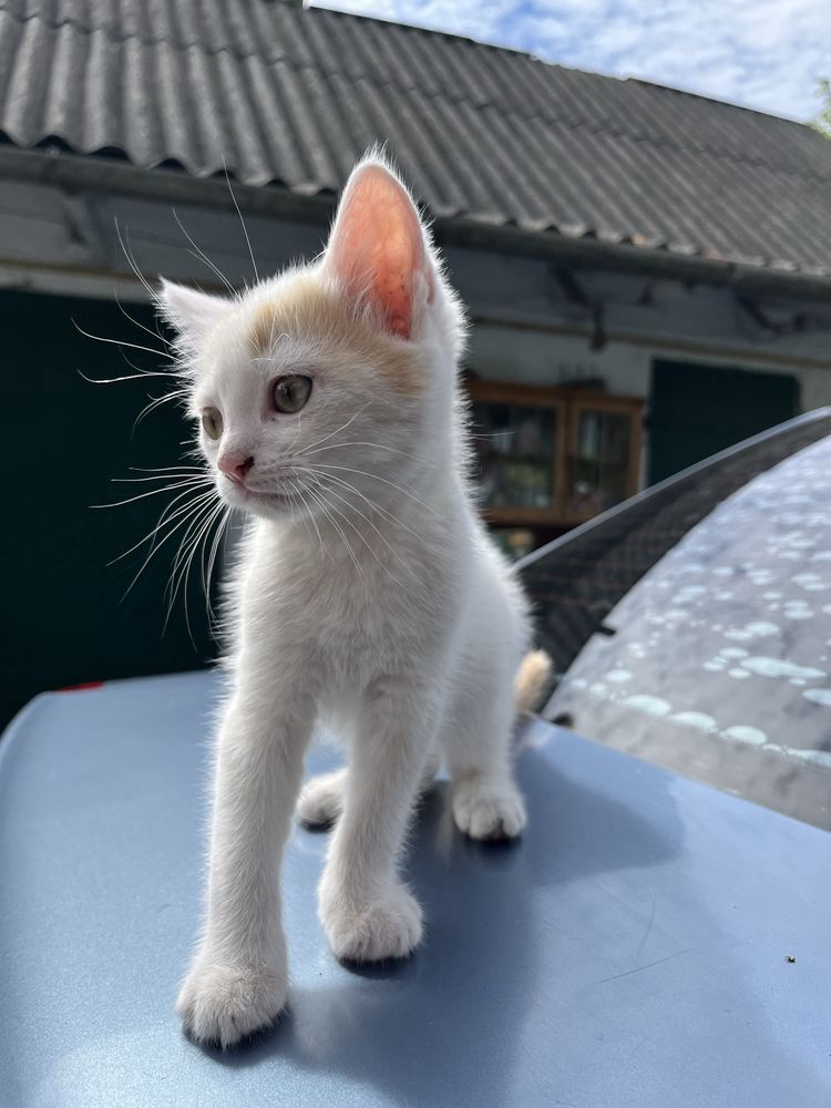 Котики в добрі руки