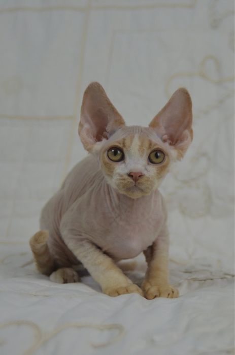 Котеня девон рекс хлопчик