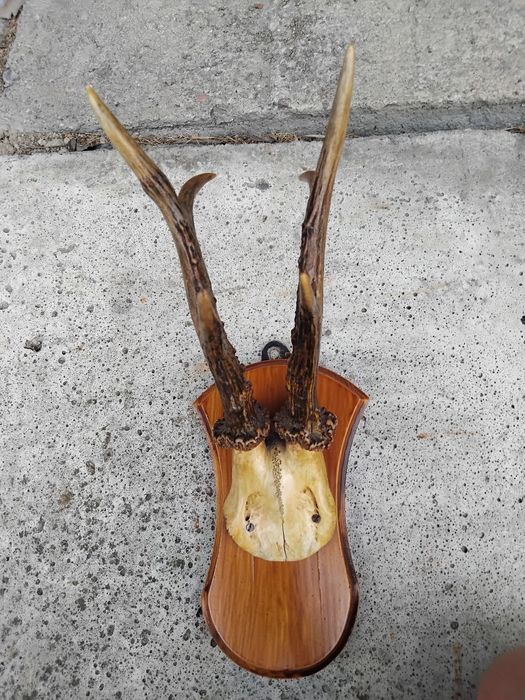 Poroże jelenia na desce