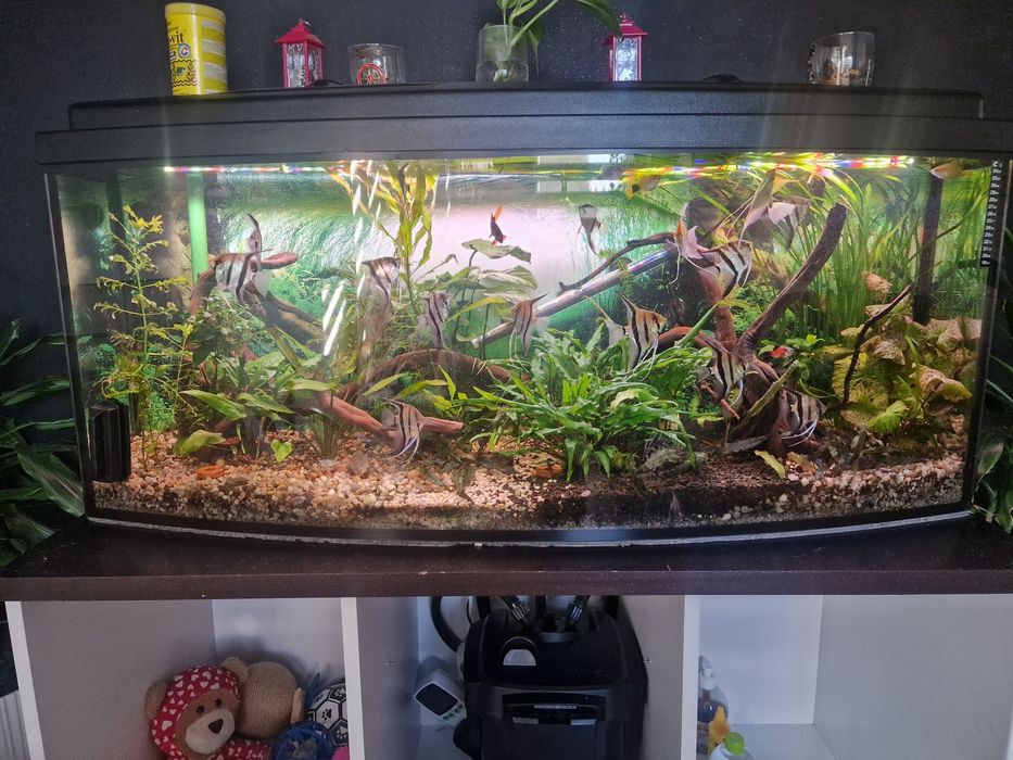 Akwarium Panoramiczne 240L 120x40x50 + Szafka + Filtr + Akcesoria