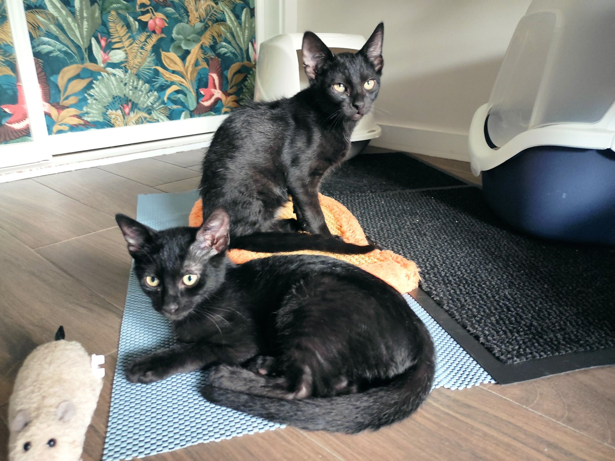 Adoção Gatinhos Bebés (todos machos),