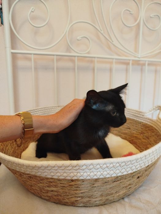 Pedro - czarny kocurek