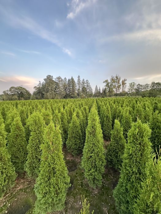 Tuja szmaragd sadzenie ogrodzenie transport żywopłot