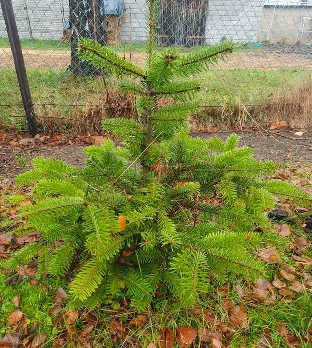 Choinka choinki świerk pospolity i srebrny jodła kaukaska