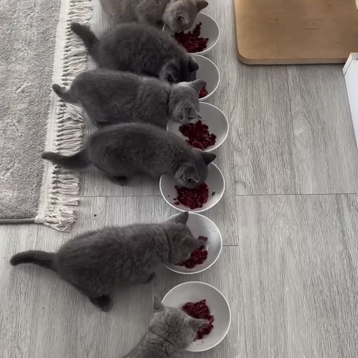 Британські кошенята