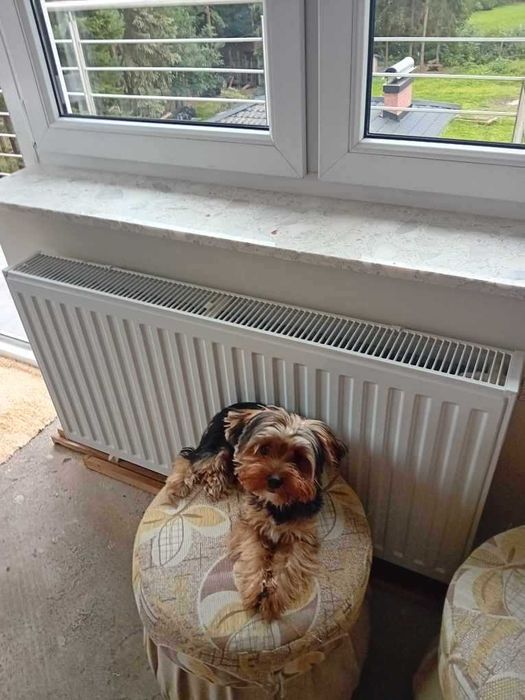 York Terrier szczeniak