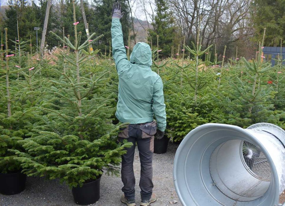 Jodła choinka Kaukaska zostały - tylko cięte./niedziela hand. 9-14.oo/