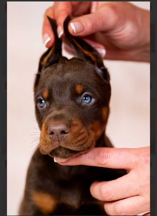 Цуценят Доберман