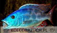 Nimbochromis fuscotaeniatus - PYSZCZAK - dowóz, wysyłka
