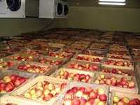 Холодильник для яблук, груш камера для зберігання фруктів Тернопіль