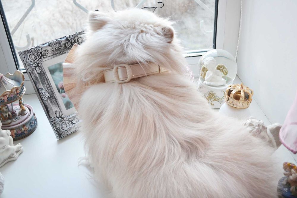 Бант на шею ошейник бабочка для собаки кошки