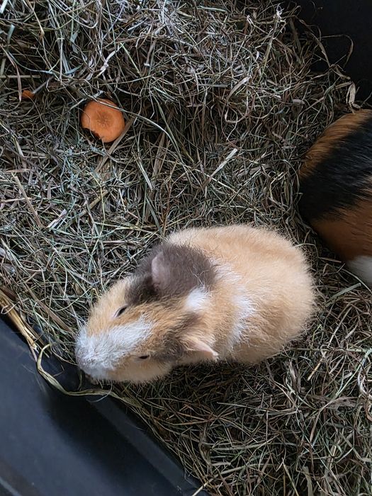 Świnka morska cavia