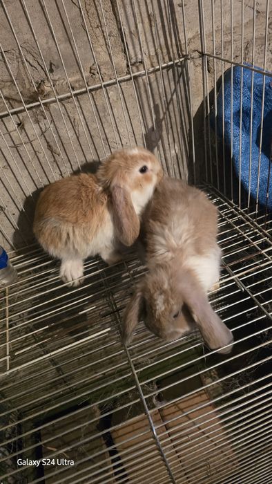 Baran francuski młode