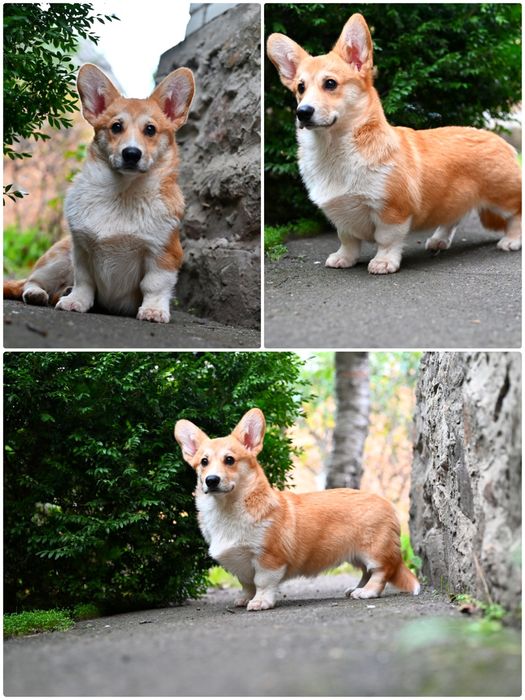 Хлопчик коргі. Здоровий