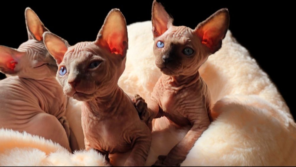 Kot sfinks przepiękny z niebieskimi oczkami