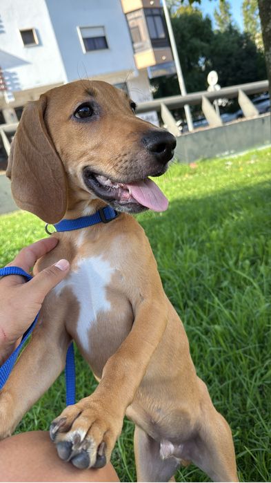 Beagle/Rafeiro 8 meses e com todas as vacinas em dias.