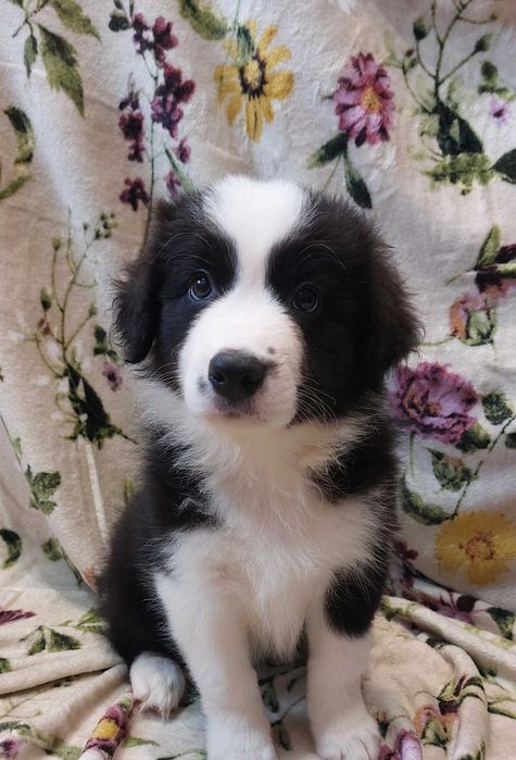 Border Collie piesek czarno -biały szczeniak wyjątkowy