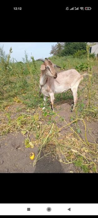 Вівці,козочки, свині