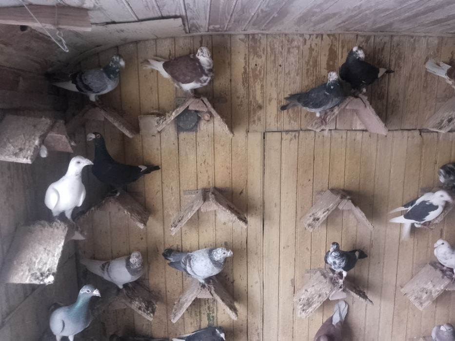 Gołębie staropolskie okazja