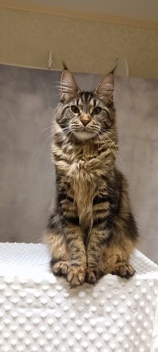 Кошечка мейн-кун: ваша антистресс-терапия и источник радости!