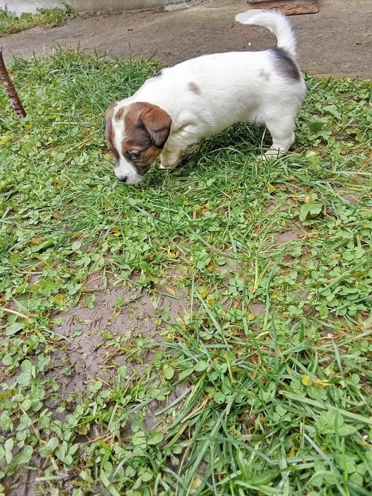 Джек Рассел тер'єр