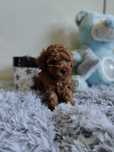 Pudel Toy Red piesek tea cup