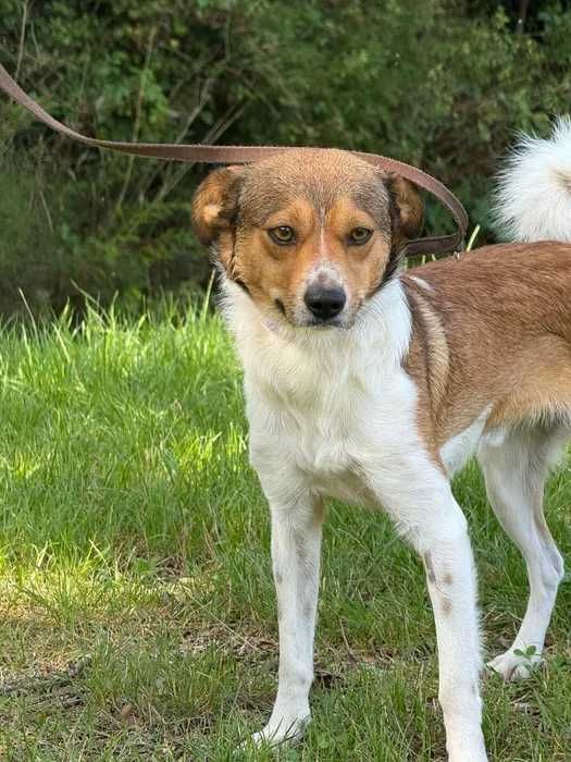 Rudolf- cudowny młody drobnej budowy psiak o wielkim sercu