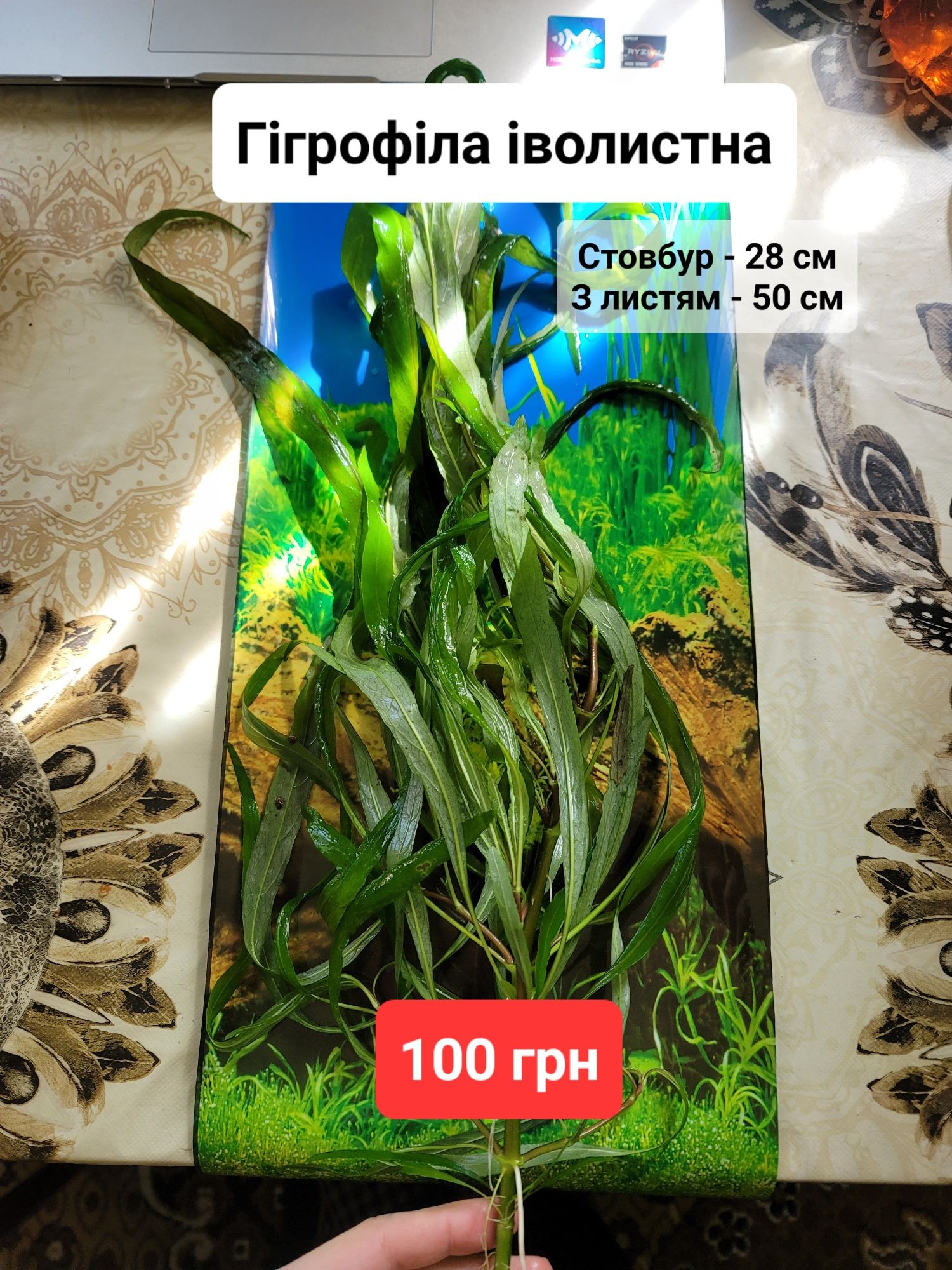 Рослини для акваріума (ціни на зображеннях)