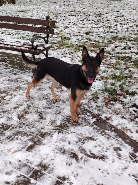 Owczarek Belgijski oddam max 50km