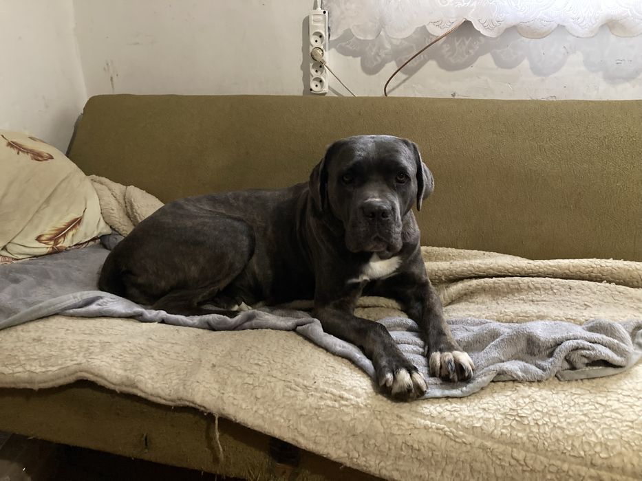 Цуценята Кани Корсо