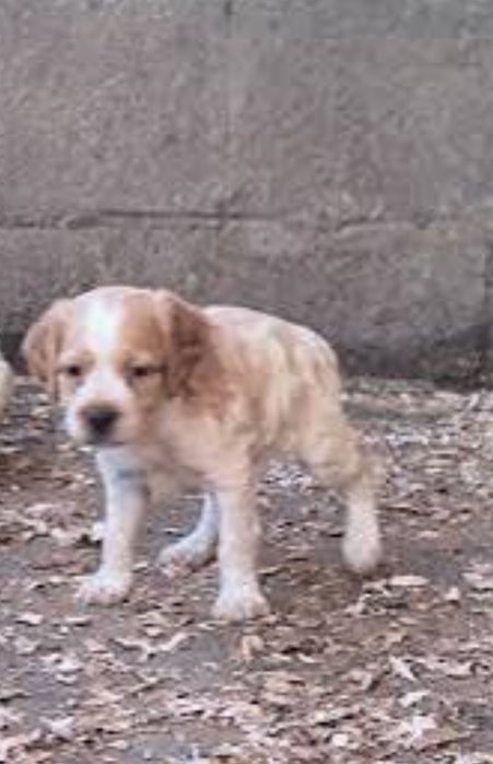 Fêmea epagnhol Breton para adoção sem vacinação