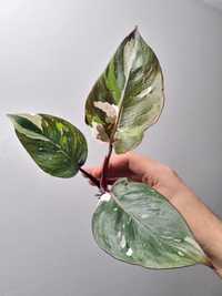 Philodendron red anderson variegata szczyt