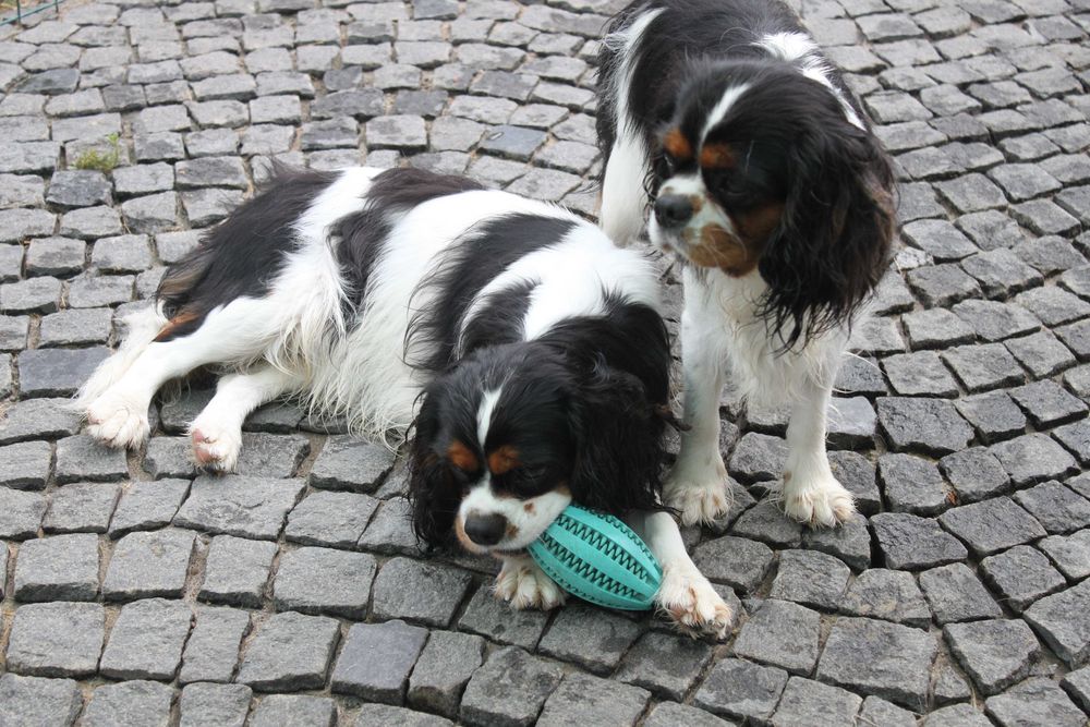 Щенки Кавалер Кинг Чарльз Спаниель триколор (КСУ-FCI)