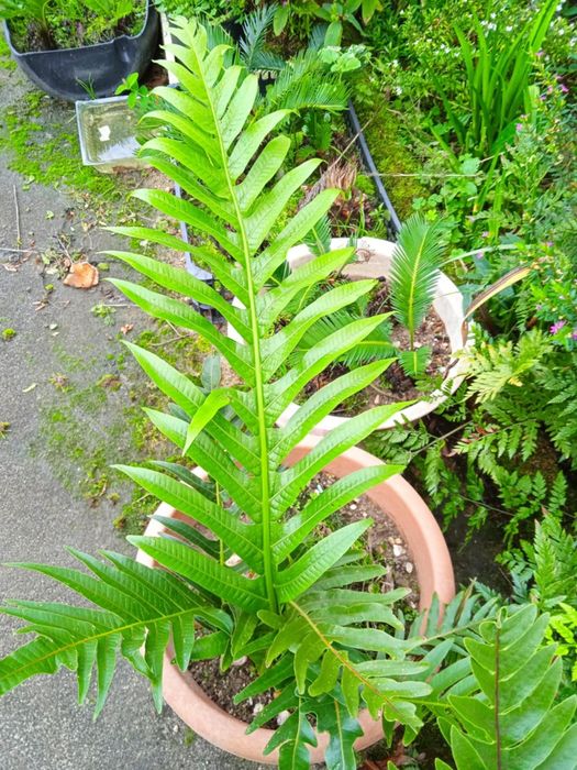 Vendo vasos com plantas bonitas para fazer arranjos
