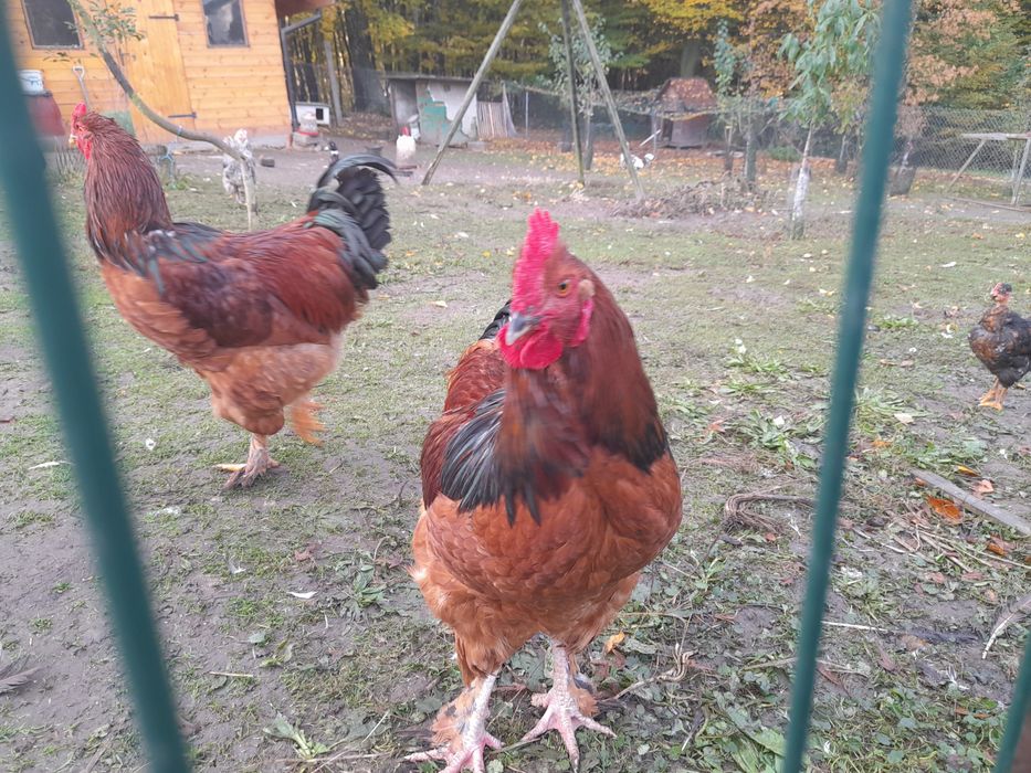 Kogut kochin z maja 2025