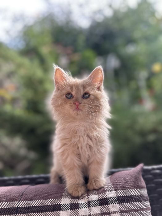 Кошеня золотаво - бежеве
