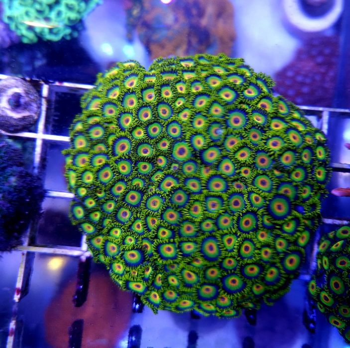 Продам зоантуси Rasta, плажка в діаметрі 8см