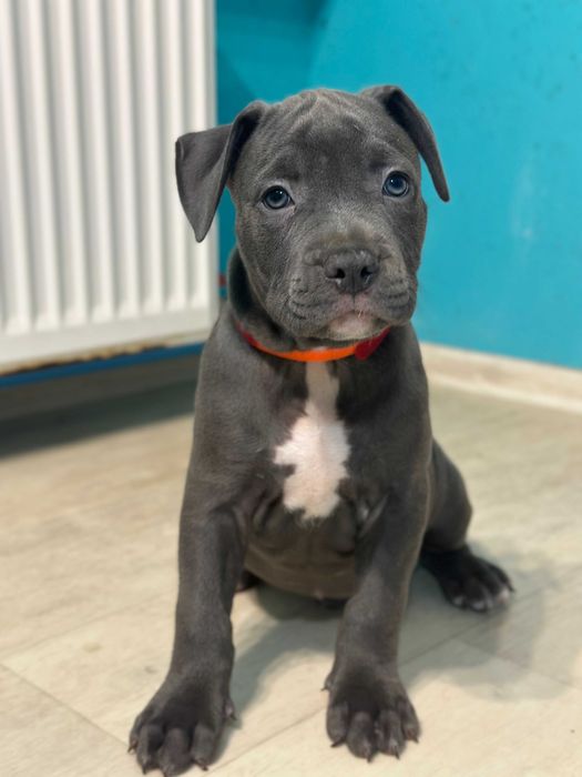 Цуценя хлопчик кобель Амстаффа АСТ американський стаффорд