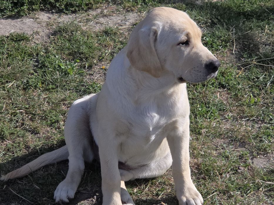 Pies szczeniak  labrador biszkoptowy